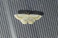 Cyclophora annularia