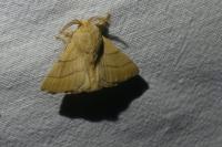 Malacosoma neustria