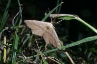 Scopula imitaria
