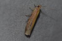 Oncocera semirubella