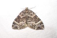 Ecliptopera silaceata