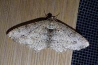 Paradarisa consonaria
