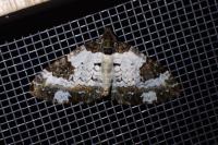 Melanthia procellata