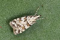 Scoparia pyralella