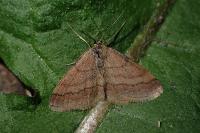 Scopula rubiginata