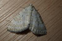 Perizoma albulata