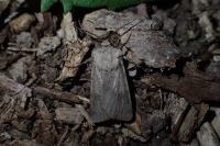 Agrotis cinerea