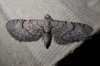 Eupithecia venosata/schiefereri