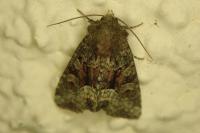 Oligia