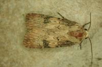 Agrotis puta