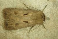 Agrotis exclamationis exclamationis