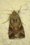Autographa gamma