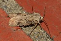 Agrotis puta
