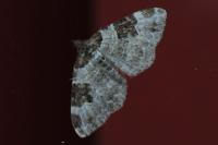 Xanthorhoe fluctuata