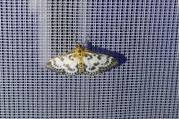 Anania hortulata