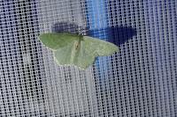 Hemithea aestivaria