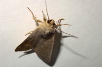 Hoplodrina ambigua/blanda