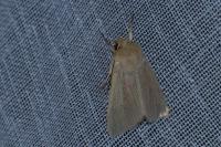 Mythimna pallens