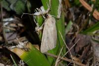 Mythimna impura