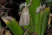 Mythimna impura