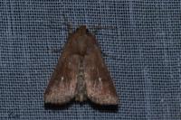 Mythimna albipuncta