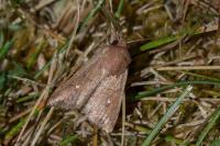 Mythimna albipuncta