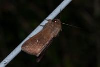 Mythimna albipuncta