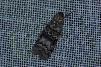 Dioryctria abietella