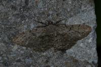 Peribatodes rhomboidaria rhomboidaria
