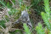 Autographa gamma