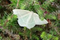 Chlorissa viridata