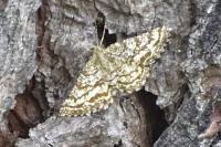 Ematurga atomaria