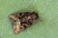 Oligia latruncula