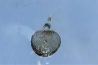 Eupithecia subfuscata