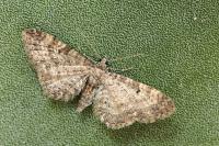 Eupithecia subfuscata