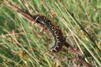 Eriogaster lanestris