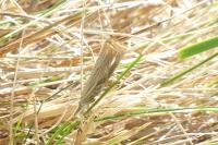 Chrysoteuchia culmella