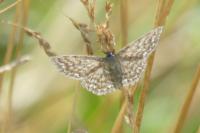 Scopula immorata