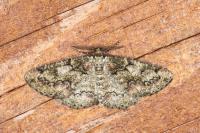 Cleorodes lichenaria