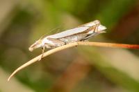 Crambus pascuella