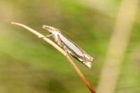 Crambus pascuella
