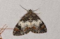 Dysstroma truncata