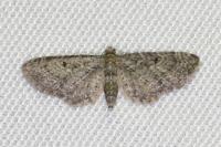 Eupithecia