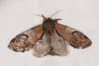 Notodonta ziczac