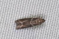 Nyctegretis lineana
