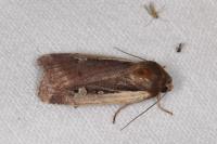Ochropleura plecta