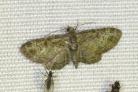 Pasiphila rectangulata