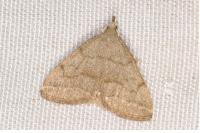 Pechipogo strigilata