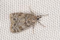 Scoparia ambigualis/basistrigalis