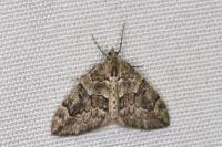 Thera britannica/variata